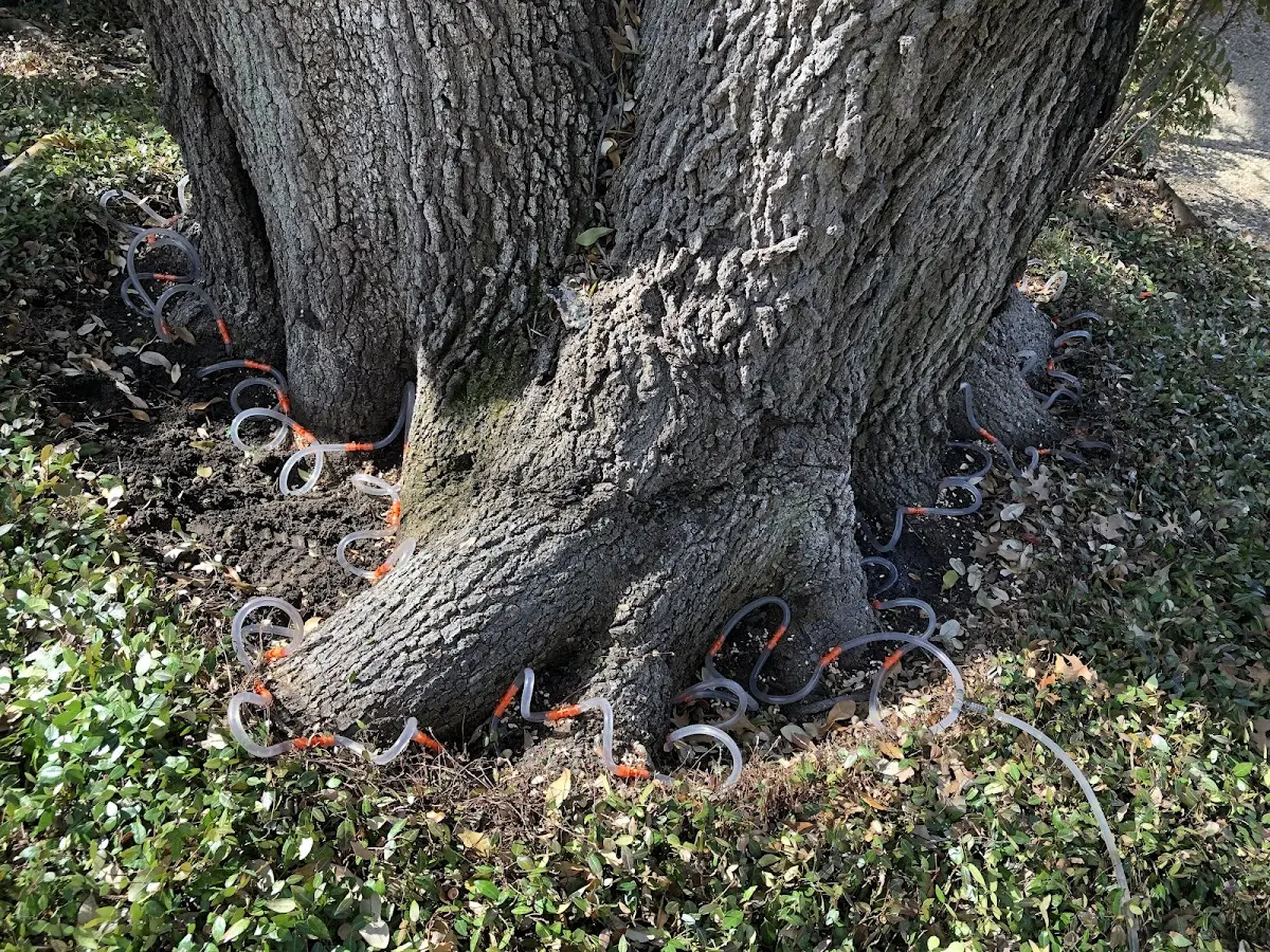 Detailed Tree Cabling and Bracing job site in Mount Vernon