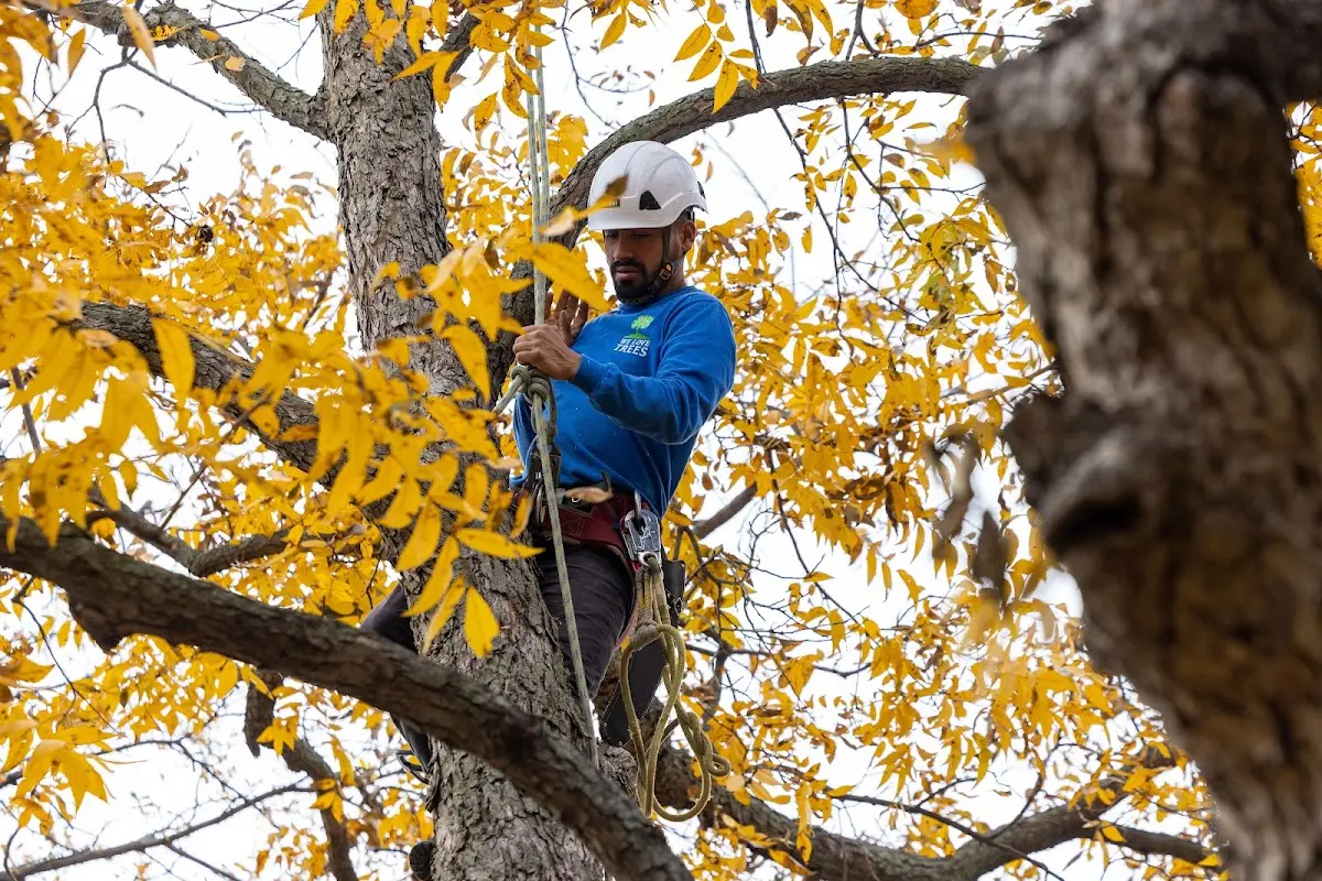 Skilled Tree Planing crew working in Mount Vernon