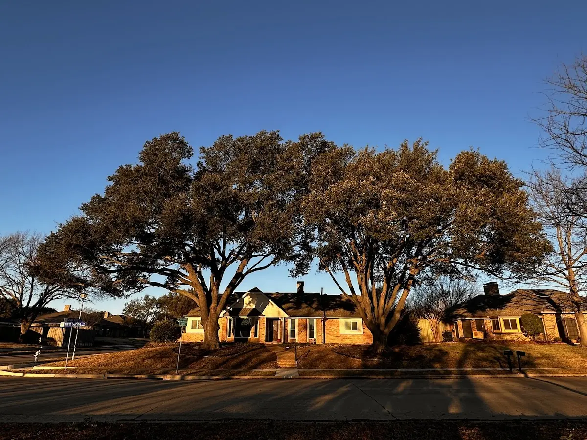 Established residential canopy tree shading a home in Mount Vernon